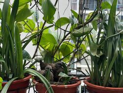 Forestville (D25), Condominium #480586851